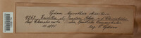 Lachnum sulphureum image